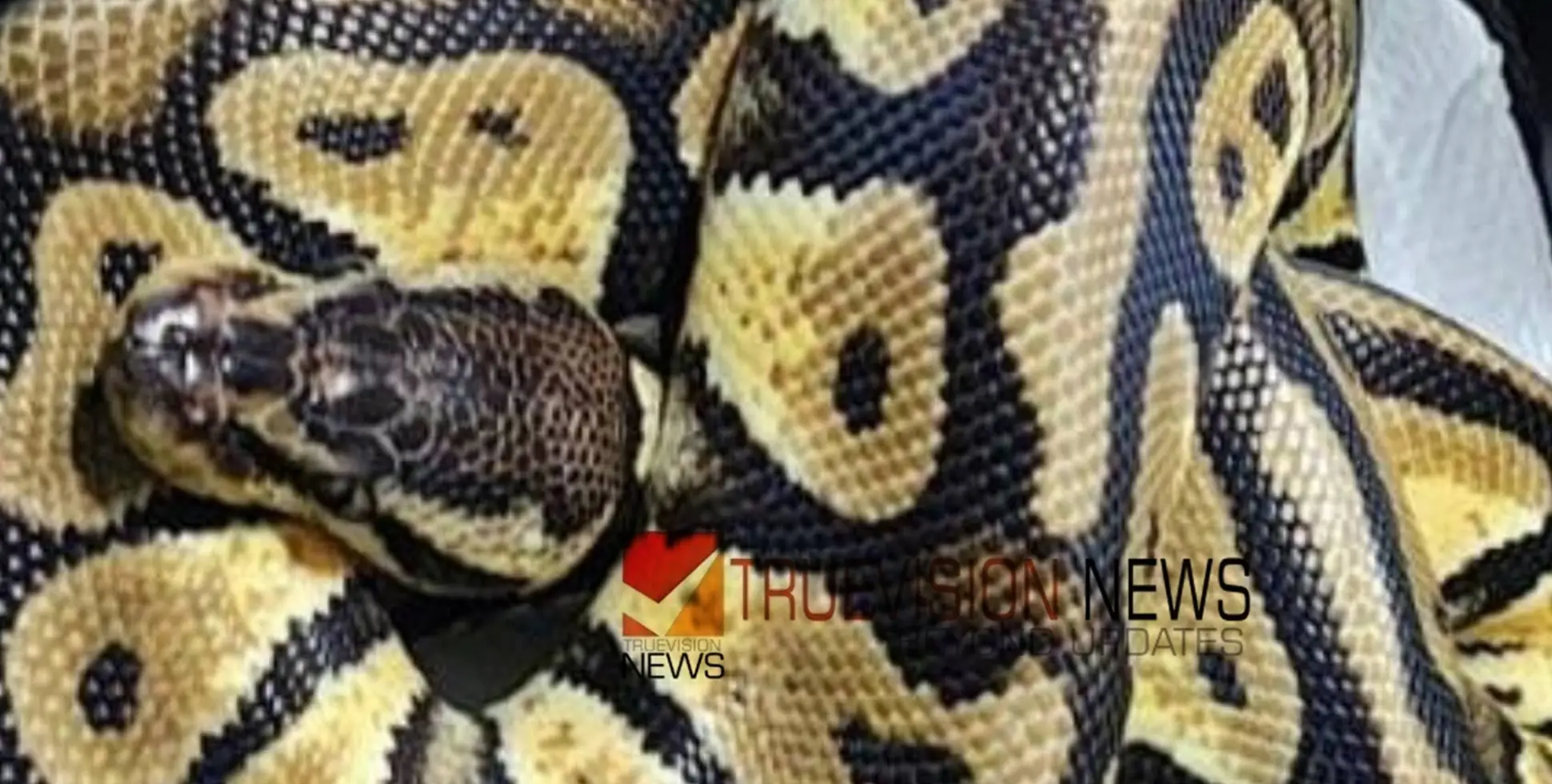 കെഎസ്ആര്‍ടിസി ഡ്രൈവറുടെ പക്കല്‍ നിന്ന് പാമ്പിനെ കണ്ടെത്തി, പൊലീസ് കേസെടുത്തു