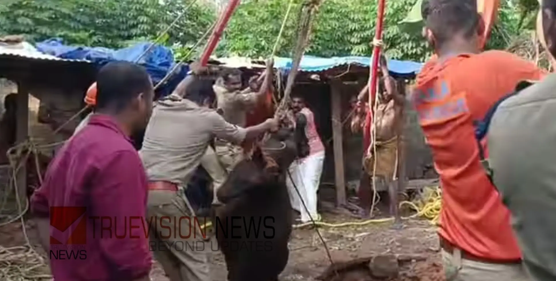ആൾമറയില്ലാത്ത കിണറ്റിൽ വീണ എരുമ ചത്തു