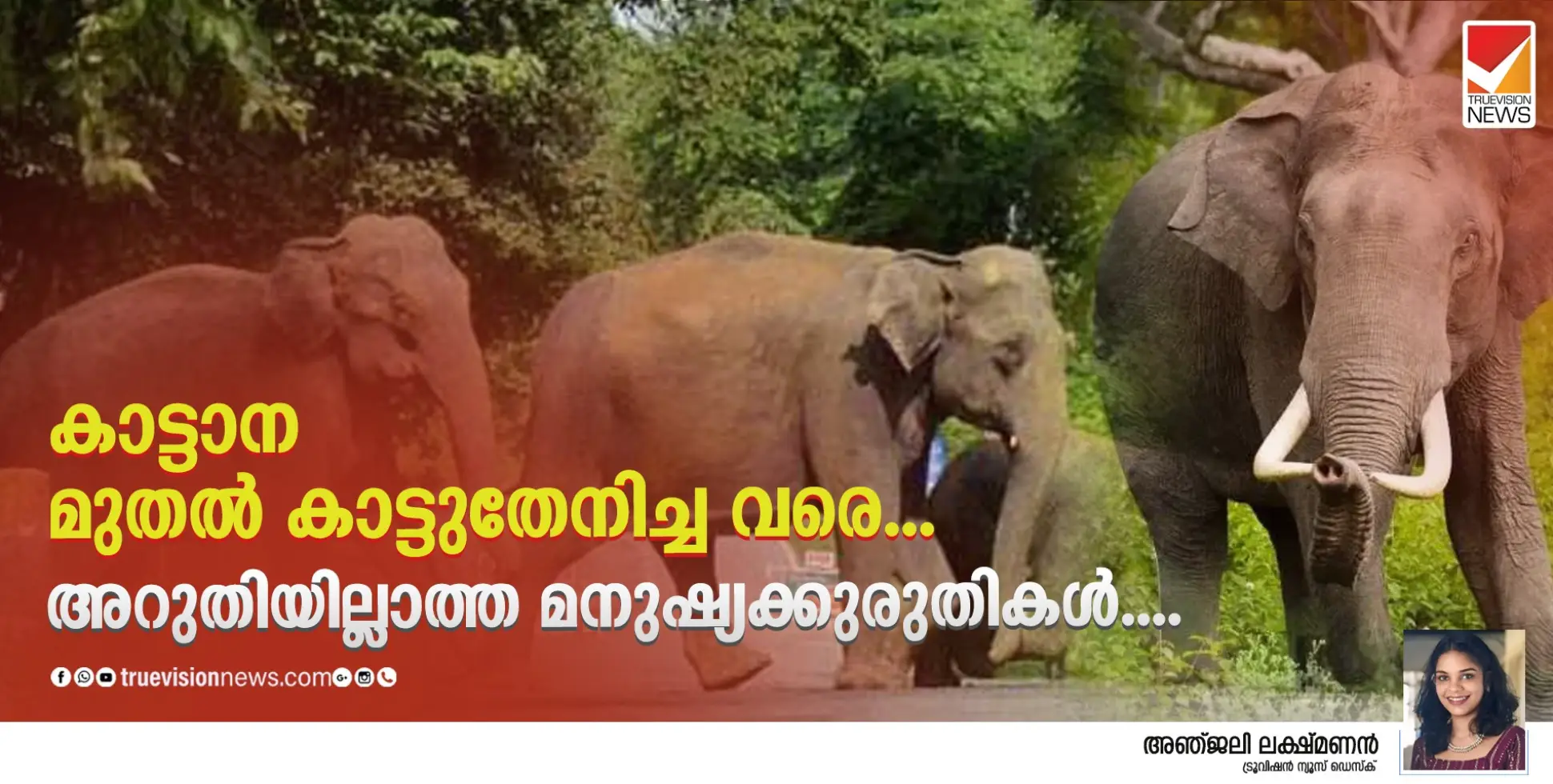 കാട്ടാന മുതൽ കാട്ടുതേനിച്ച വരെ..;അറുതിയില്ലാത്ത മനുഷ്യക്കുരുതികൾ....