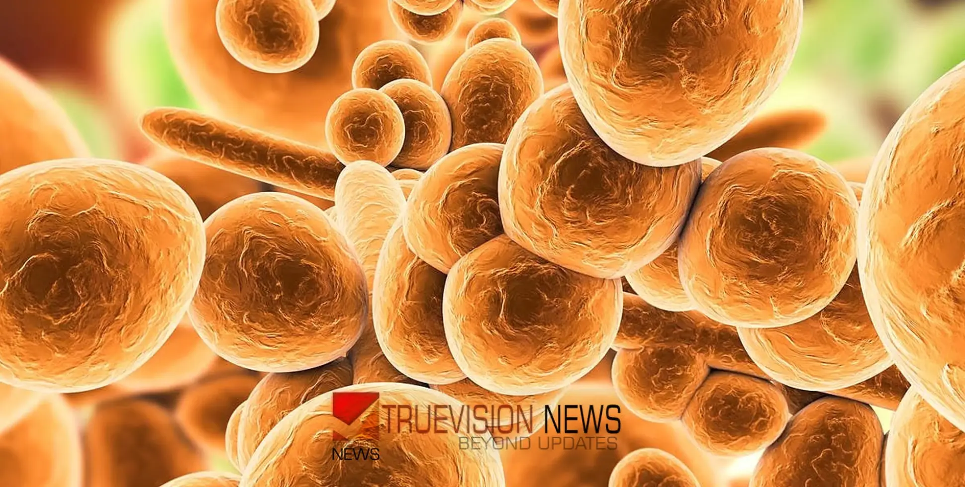 വർധിച്ചുവരുന്ന താപനില; മാരകമായ ഫം​ഗസ് വ്യാപിക്കാൻ സാധ്യതയുണ്ട്, മുന്നറിയിപ്പുമായി പഠനം