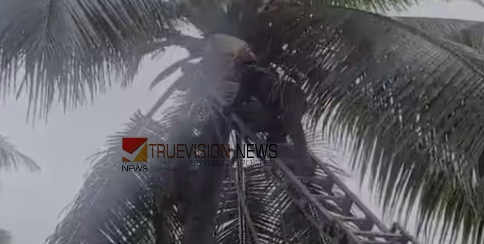 ദേഹാസ്വാസ്ഥ്യം; തേങ്ങയിടാൻ തെങ്ങില്‍ കയറിയ ഗൃഹനാഥൻ മരിച്ചു