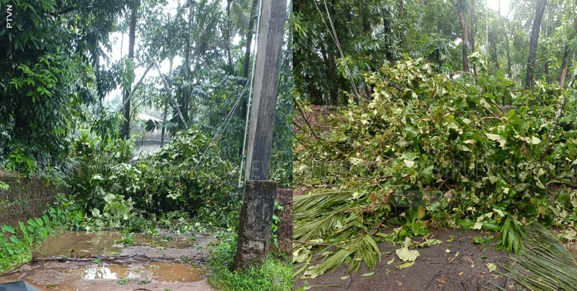 കല്ലോട് ബ്ലോക്ക് ഓഫീസ് റോഡില്‍ കാറ്റില്‍ മരം വീണ് വ്യാപക നാശനഷ്ടം