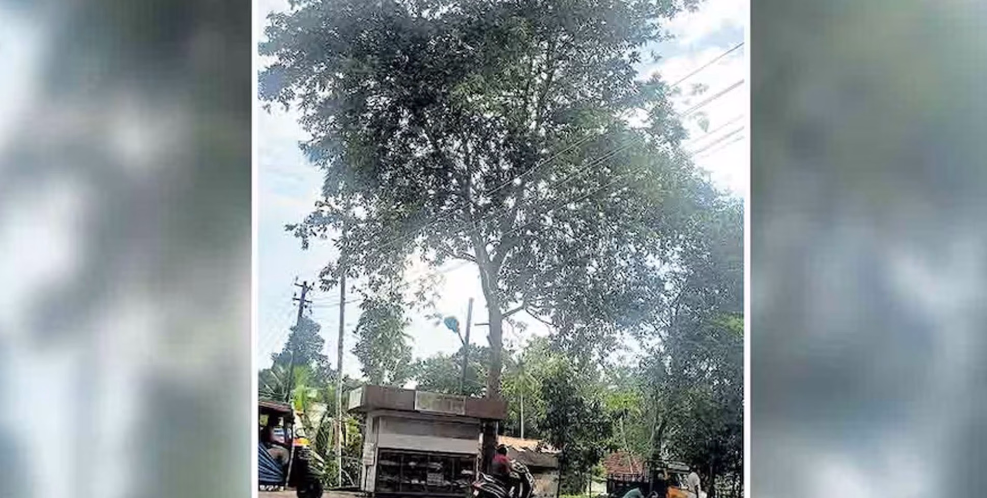 പിറവത്ത് അപകടത്തിലേക്ക് ചാഞ്ഞ് തണൽമരം