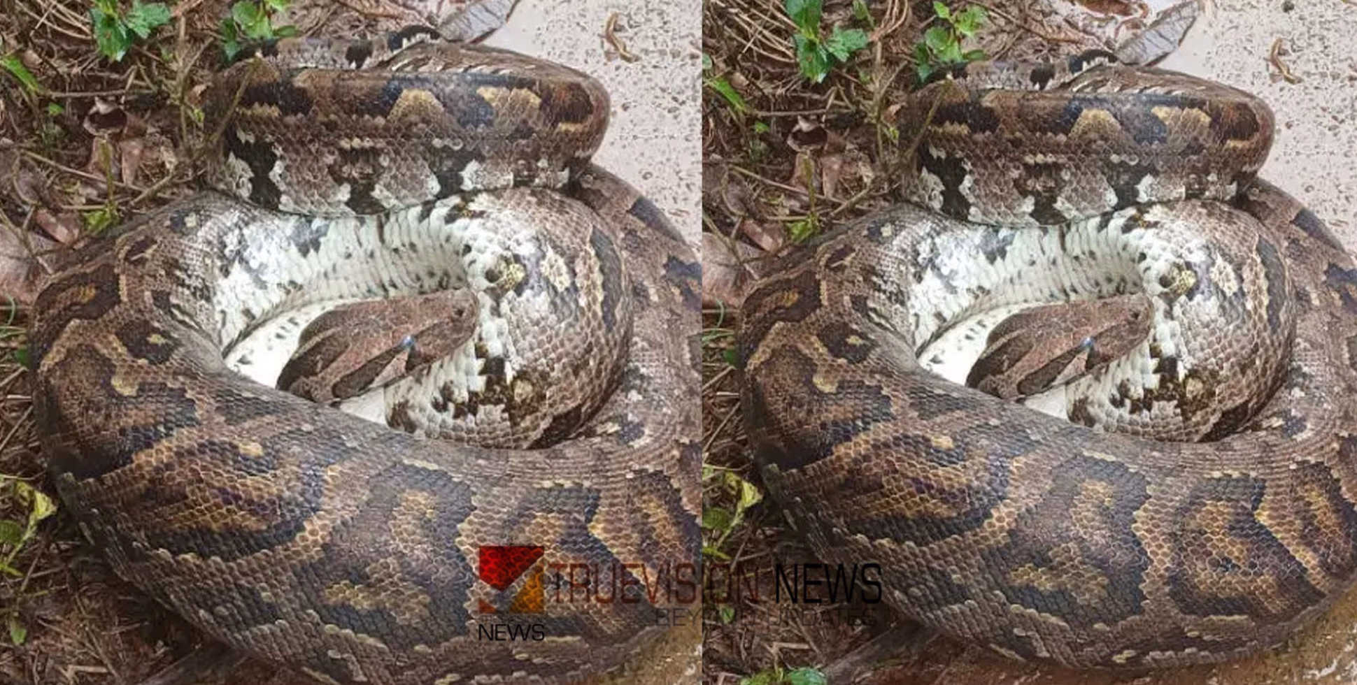 അപ്പൊ കോഴിയല്ലേ? കോഴിഫാമിൽ കണ്ട ഇരവിഴുങ്ങിയ മ​ല​മ്പാ​മ്പ് ഛർ​ദി​ച്ചു, പു​റ​ത്തു​വ​ന്ന​ത് മ​ര​പ്പ​ട്ടി