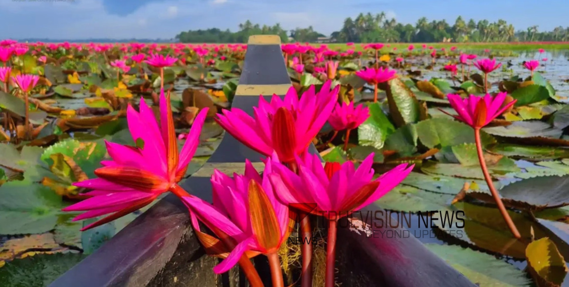 പതിവ് തെറ്റിയില്ല, കണ്ണെത്താ ദൂരത്തോളം ആമ്പല്‍പ്പൂക്കള്‍...; സഞ്ചാരികളെ കാത്ത് മലരിക്കലിലെ ആമ്പൽ വസന്തം 
