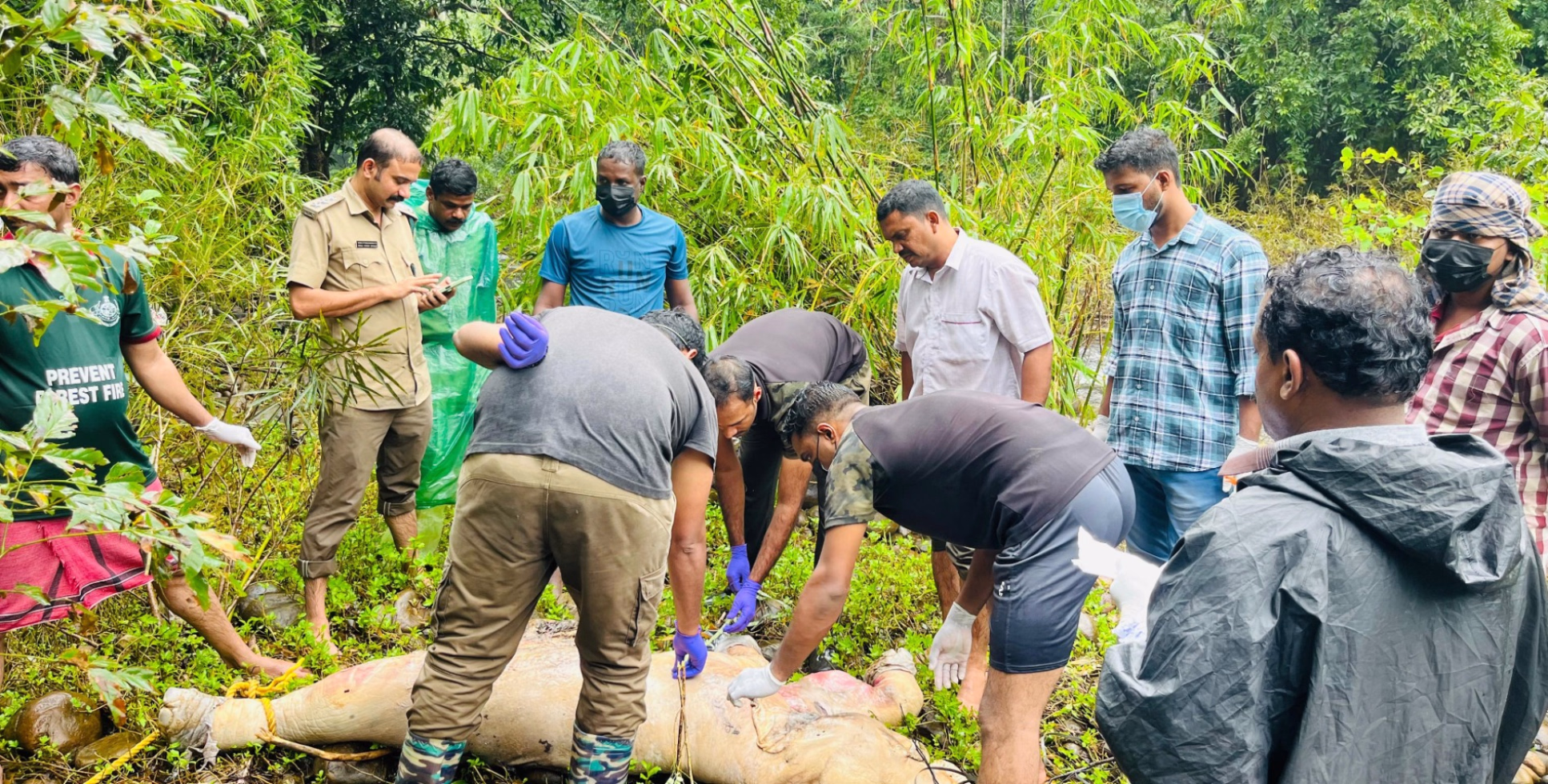 പുഴയിൽ ഒഴുകിയെത്തിയ ആനക്കുട്ടിയുടെ ജഢം വെറ്ററിനറി സർജൻ ഇല്യാസ് റാവുത്തർ പരിശോധിച്ച് പോസ്റ്റുമോർട്ടം നടത്തി  