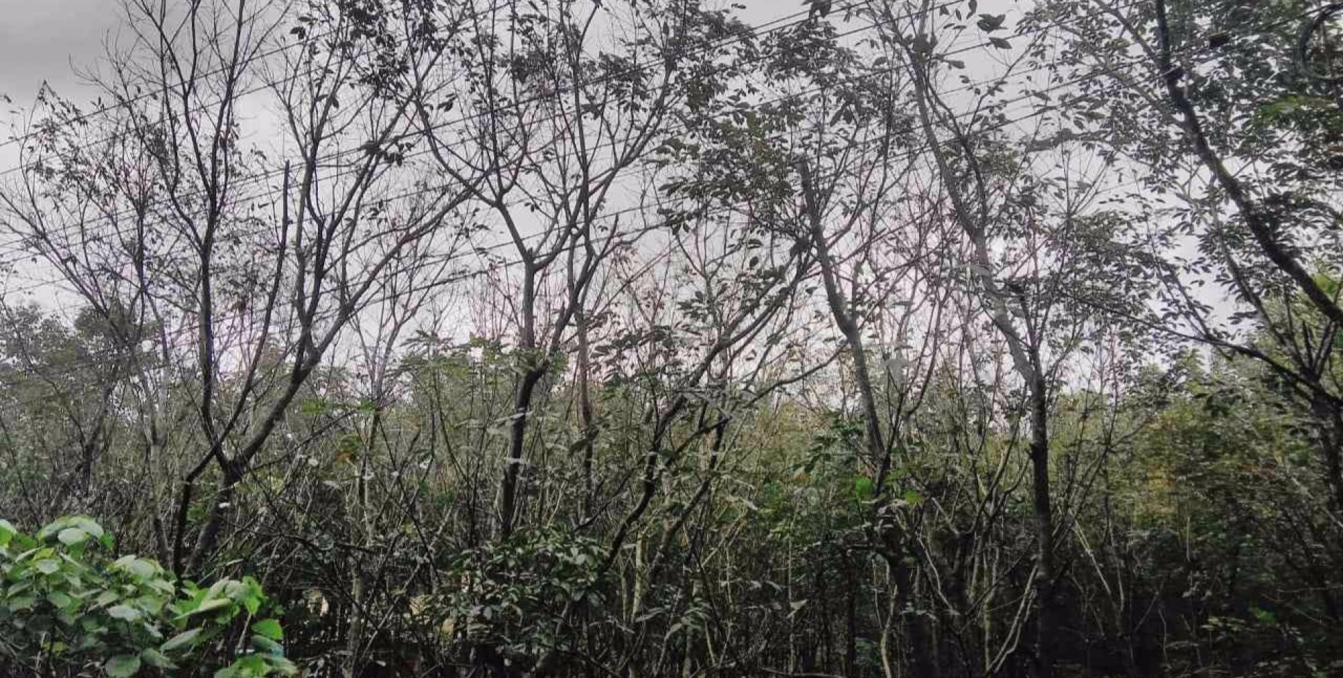 തോരാപെരുമഴയിൽ ഇലകൊഴിഞ്ഞ് റബർ മരങ്ങൾ: നെഞ്ചിടിപ്പോടെ റബർ കർഷകർ