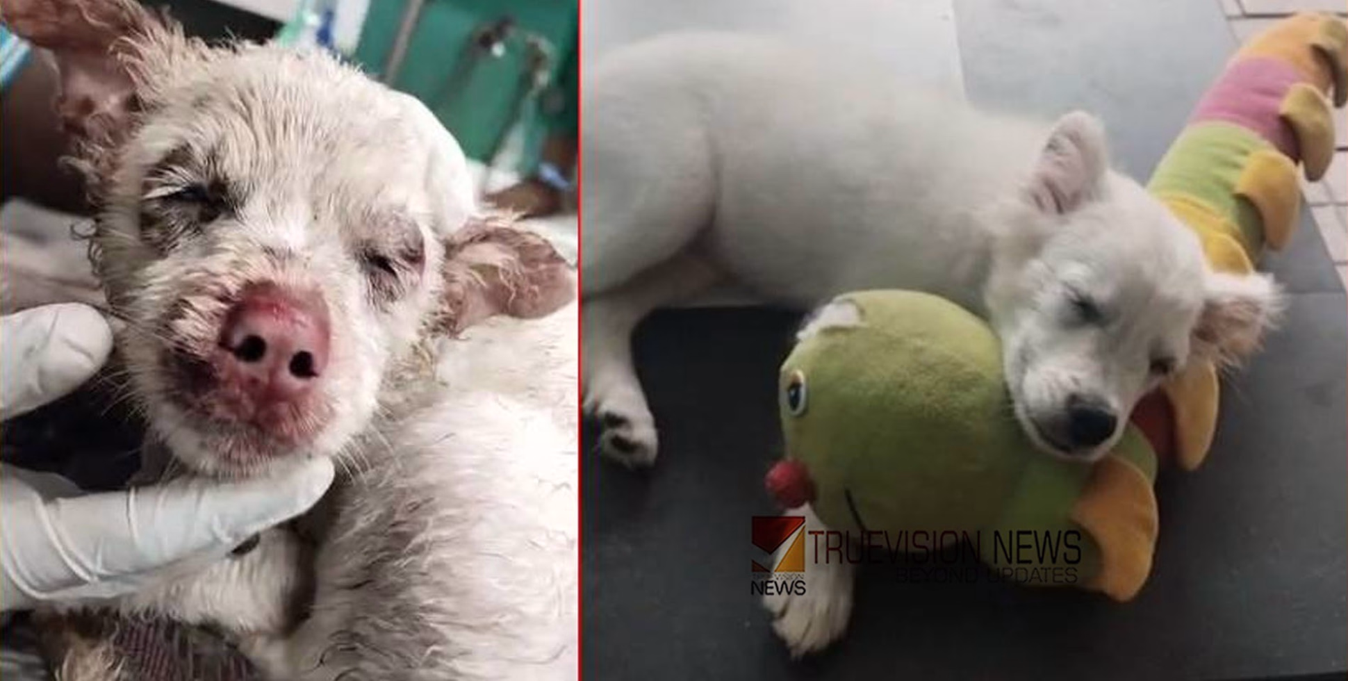 മൂന്നുമാസം പ്രായമുള്ള നായക്കുട്ടിയോട് അയൽവാസിയുടെ ക്രൂരത; രാസലായനി മുഖത്തേക്ക് ഒഴിച്ചതോടെ കാഴ്ച നഷ്ടപ്പെട്ടു, പരാതി