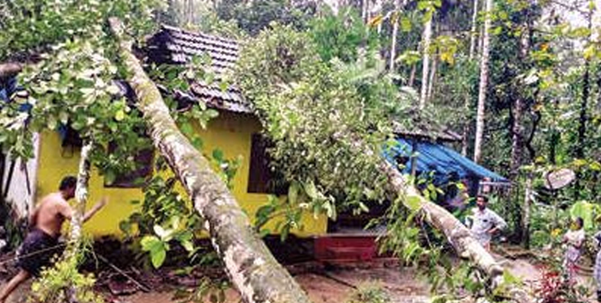 പിറവത്ത് വീടിന് മുകളിൽ മരങ്ങൾ വീണു ; ശബ്ദം കേട്ട് യുവാവ് ഓടി രക്ഷപ്പെട്ടു